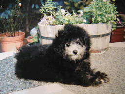c0136736_19255736.gif