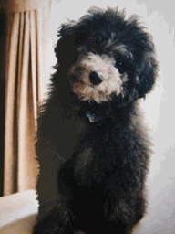 c0136736_19263376.gif