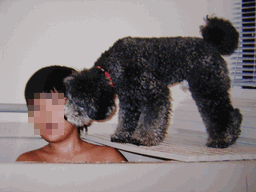 c0136736_19301066.gif