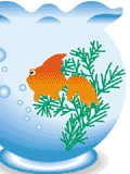金魚