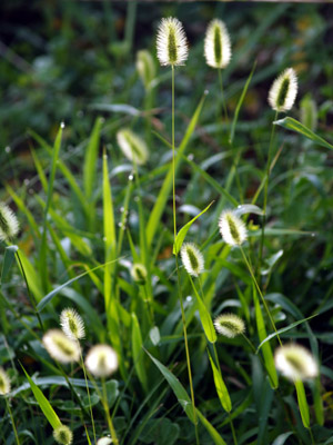 c0145183_4181768.jpg