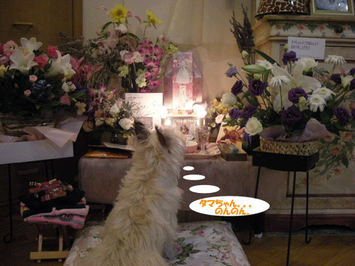 e0066883_2203977.gif