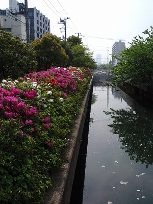c0105785_1074716.jpg