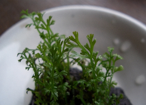 c0074591_1312416.jpg