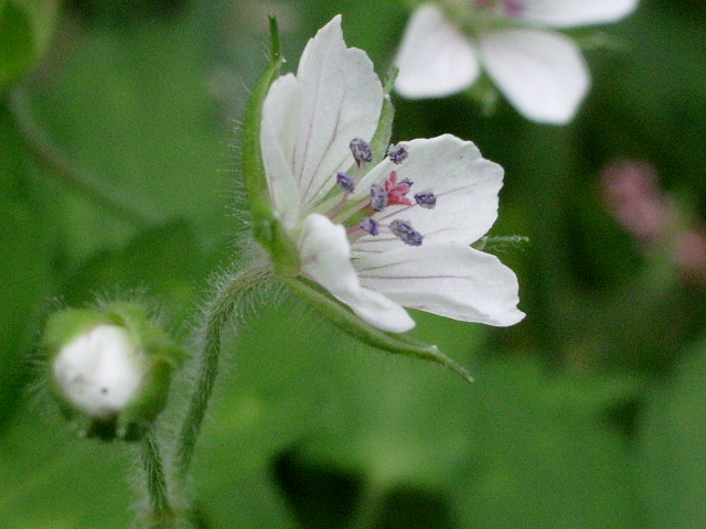 e0025300_1520132.jpg