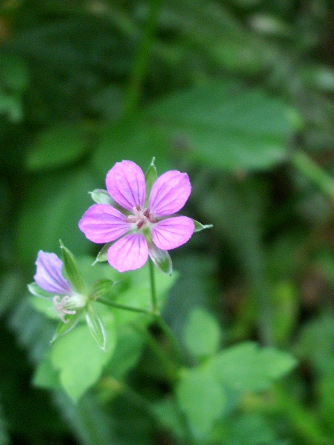 e0025300_15302472.jpg