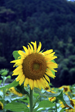 e0083517_23372359.jpg