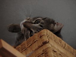 c0136736_17582737.gif