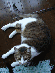 c0136736_1821970.gif