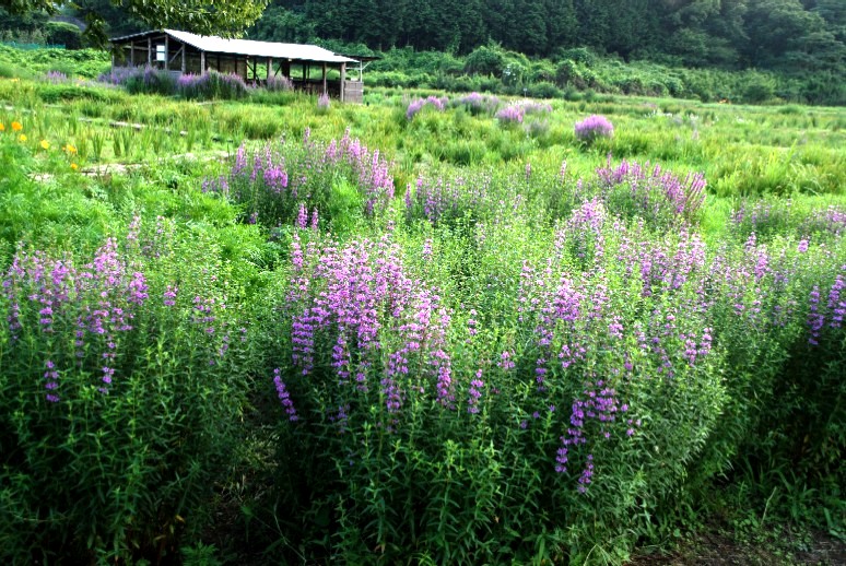 e0009147_16511371.jpg