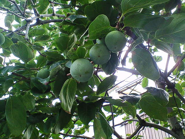 b0021251_1382420.jpg