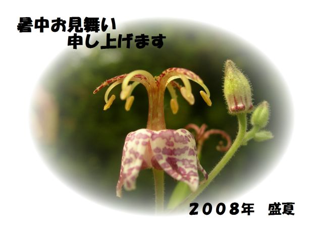 c0042869_8495512.jpg