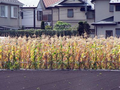 f0086169_21295889.jpg