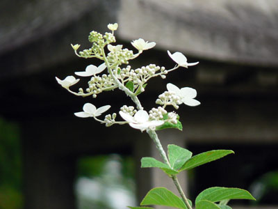 f0086169_2150738.jpg