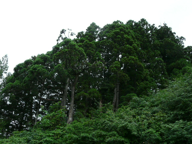 e0145782_17241577.jpg