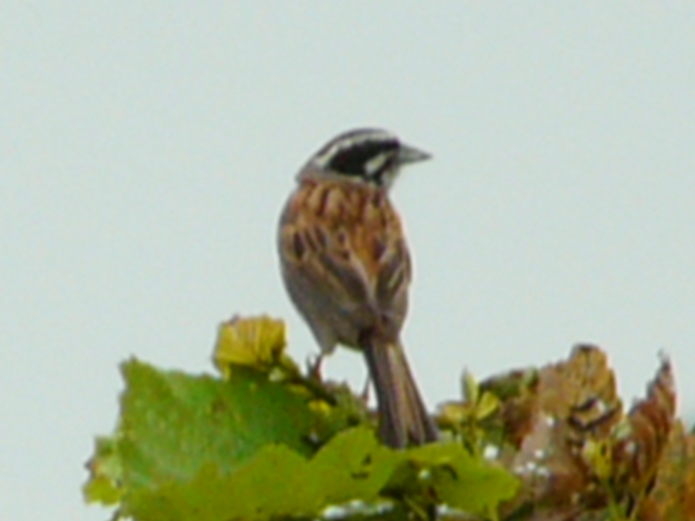 e0145782_17243531.jpg