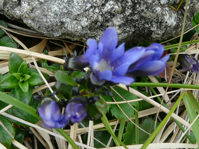e0145782_5362837.jpg