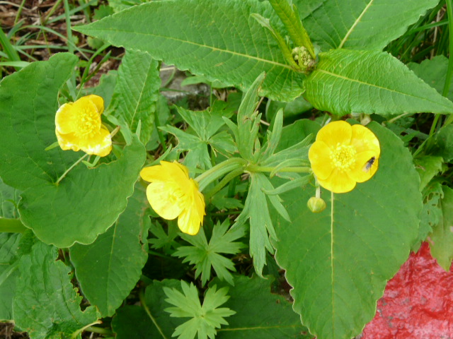 e0145782_550511.jpg