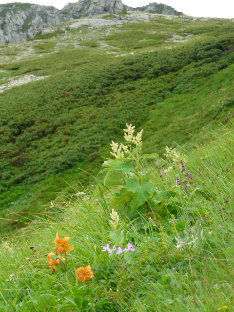 e0145782_5533991.jpg
