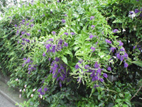 a0019212_9263199.jpg