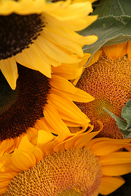 c0001023_957506.jpg