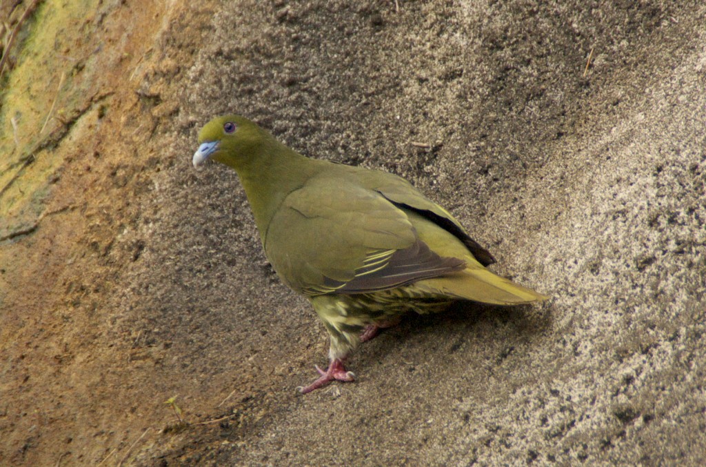 d0053930_673446.jpg