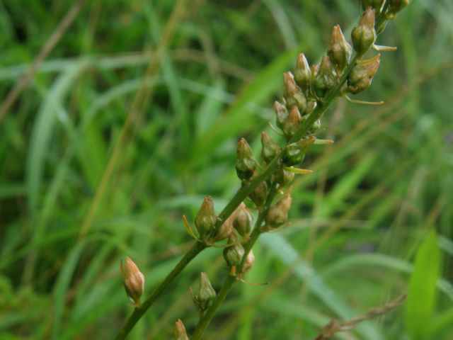 e0145033_1522757.jpg