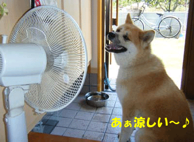 f0008935_12355338.gif