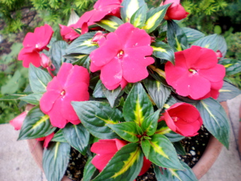 c0153444_11514668.jpg