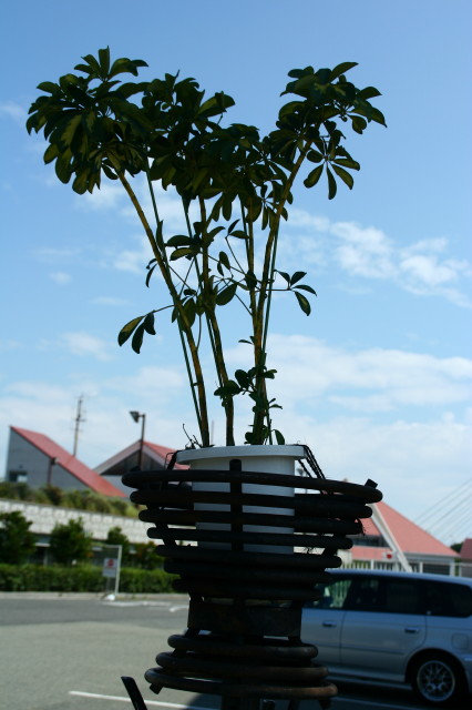 e0039744_962470.jpg