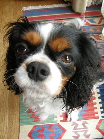 c0145250_12114659.jpg