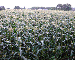 d0050155_014321.jpg