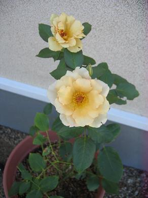 f0052256_23103212.jpg
