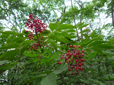 b0045357_13375628.jpg