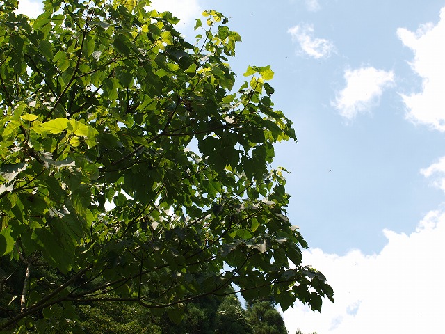 b0135573_23131114.jpg