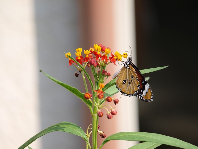 b0135573_23174361.jpg