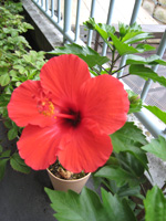 c0091294_15421576.jpg