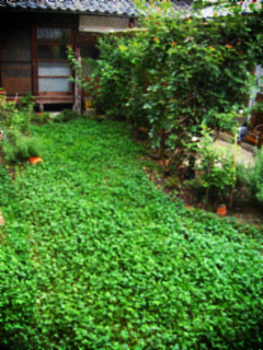d0077603_1481937.jpg