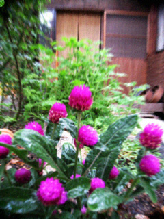 d0077603_1495338.jpg