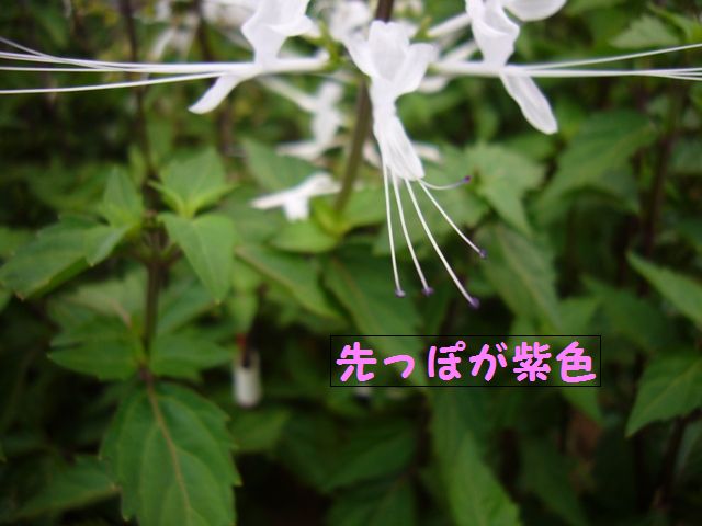e0018604_10384080.jpg