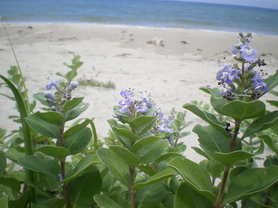 b0052108_0264913.jpg
