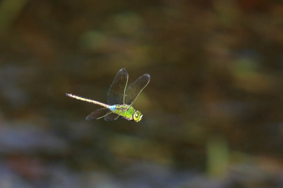 d0085715_23581264.jpg