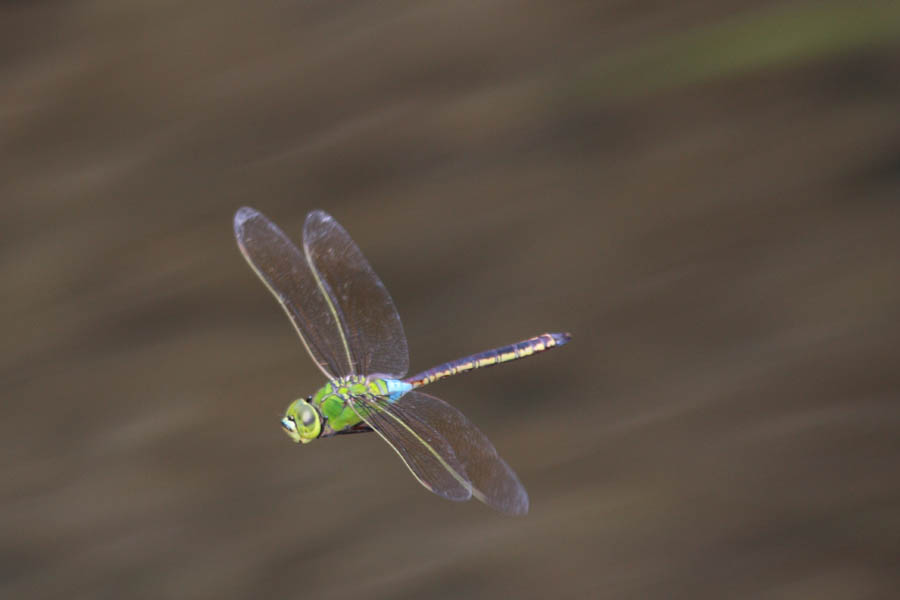 d0085715_23582273.jpg