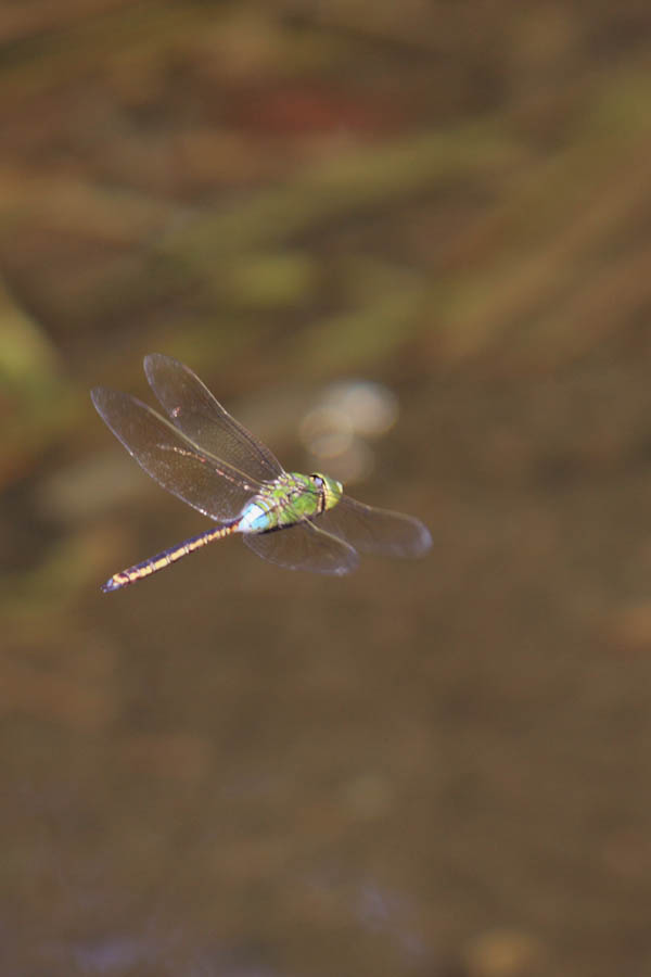 d0085715_23583354.jpg