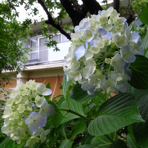 a0087341_1014252.jpg