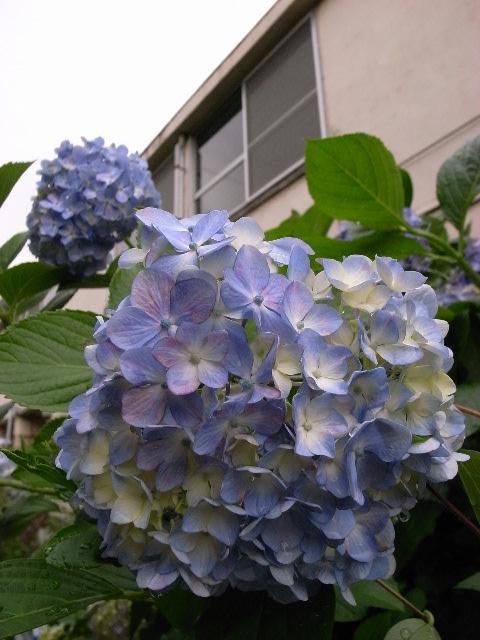a0087341_1024766.jpg