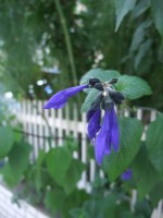 e0080345_1820951.jpg