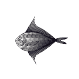 f0161488_15482939.gif