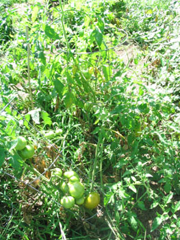 f0014600_13335332.jpg
