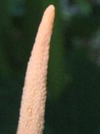 f0077807_12373867.jpg